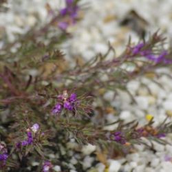 Eremophila densifolia Purple Carpet